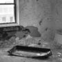 The Homeowner’s Guide to Chicago Basement Waterproofing and Sump Pumps